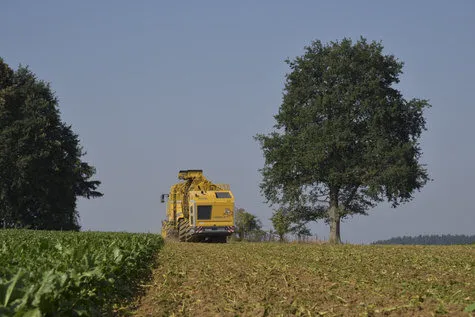 ROPA Tiger 6 [фото 17]