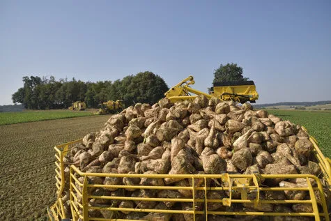 ROPA Tiger 6 [фото 18]