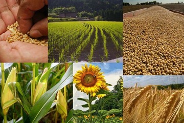 populyarnye-selhoz-kultury