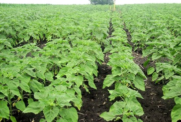 uzkoryadnyj-posev-podsolnechnika